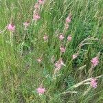 Onobrychis arenariaFlower