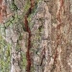 Liquidambar styraciflua Ekosanga