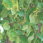 Tilia × euchlora Blad