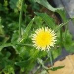 Sonchus oleraceus 花