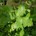 Lactuca muralis Blad