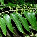 Pouzolzia obliqua Hoja