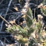 Echium asperrimum Fleur