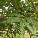 Ekebergia capensis Φύλλο