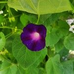 Ipomoea tricolorFlor