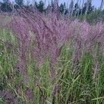 Calamagrostis epigejosLorea