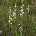 Spiranthes aestivalis Habit