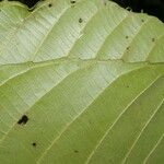 Pausandra trianae Yaprak