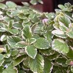 Plectranthus forsteri Blad