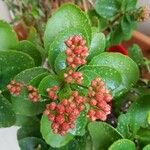 Skimmia japonica花