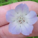 Nemophila phacelioides Цвят