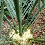 Encephalartos lehmannii പുറംതൊലി