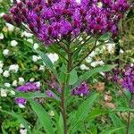 Vernonia gigantea Flower