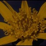 Wyethia angustifolia Flor