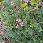 Erodium cicutarium Blomst