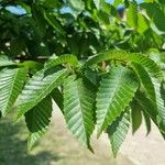 Carpinus japonica ഇല