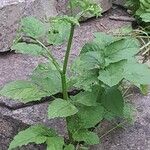 Aegopodium podagrariaFlower