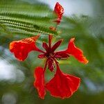 Delonix regia Цвят