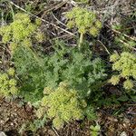 Lomatium dasycarpum Цвят