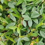 Zornia latifolia Folla