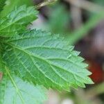 Stachytarpheta urticifolia ഇല