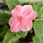 Impatiens wallerianaBloem