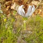 Michauxia campanuloides Flor