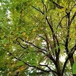 Cercidiphyllum japonicum Habit