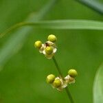 Sagittaria latifolia Plod