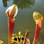 Sarracenia rubra Levél