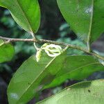 Artabotrys monteiroae Blatt