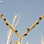 Lathyrus nissolia Fruit