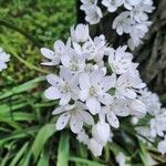Allium polyanthum Λουλούδι