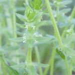 Cruciata pedemontana Bark