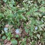 Stellaria nemorum Habit