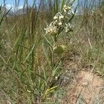 Gomphocarpus fruticosus Plante entière
