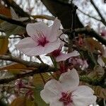 Prunus sargentii Blüte