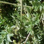 Oxytropis campestris Blad