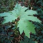 Petasites frigidus 葉