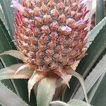 Ananas comosus 果