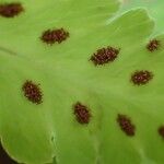 Gymnocarpium oyamense Leaf
