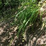 Carex divulsa Vekstform