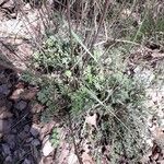 Tanacetum cinerariifolium Hábito