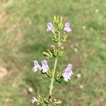 Clinopodium nepetaBlüte