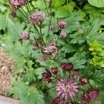 Astrantia major 形態