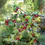 Cotoneaster integerrimus Gyümölcs