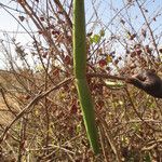 Strophanthus sarmentosus Altres