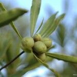 Pittosporum deplanchei Vrucht