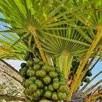 Chamaerops humilisFruit