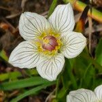 Parnassia palustrisЦвят